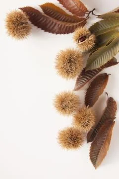 Chestnut Stock Photos