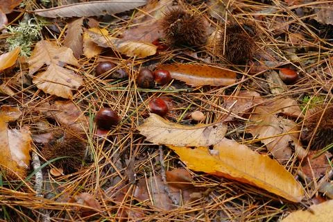 Chestnut picking 스톡 사진