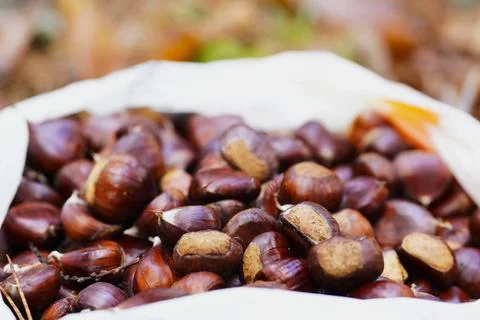 Chestnut picking 스톡 사진
