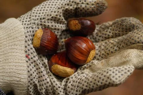 Chestnut picking 스톡 사진