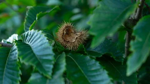 Chestnut pod Stock Photos
