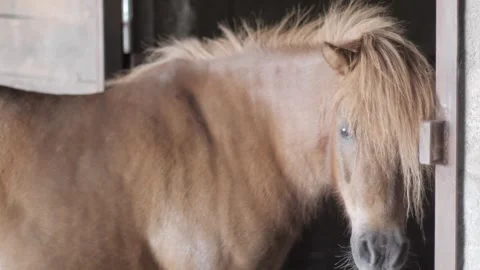 Chestnut pony in front of a stable doorlooking at camera. Video stock 242167749