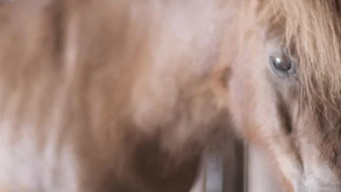 Chestnut pony in a stable looking at camera. Video stock 242167773