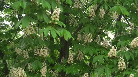 Chestnut in the rain.Raindrops flow down from green leaves and flowers. Stock Footage 163889381