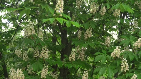 Chestnut in the rain.Raindrops flow down from green leaves and flowers.4k Stockbeeldmateriaal 169928047