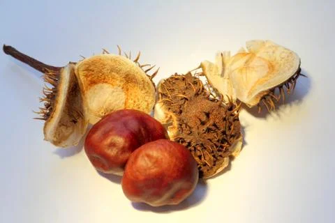 Chestnut  seed Stock Photos