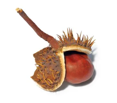 Chestnut  seed Stock Photos