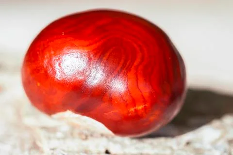 Chestnut - seed 库存照片