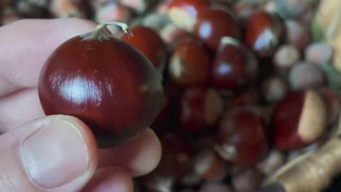 Chestnut with selective focus Stock Footage 347934107