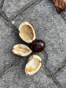 Chestnut shell brown chestnut Stock Photos