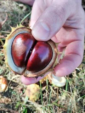Chestnut in shell close-up view . Harvesting and disposal of chestnut fruits Stock Photos
