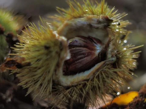 Chestnut shell opening Foto stock