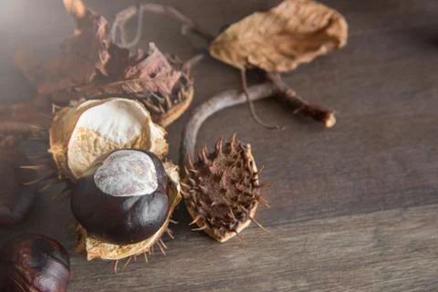 Chestnut in a shell Stock Photos