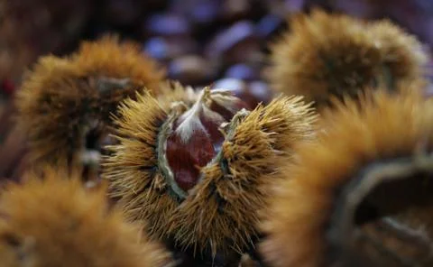 Chestnut in a shell Stock Photos