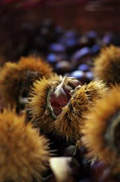 Chestnut in a shell Stock Photos