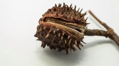 Chestnut shell on white background Stock Photos