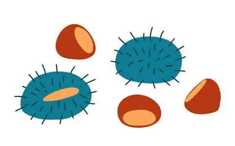 Chestnut in shells, nuts, traditional Chuseok food isolated Stock Illustration