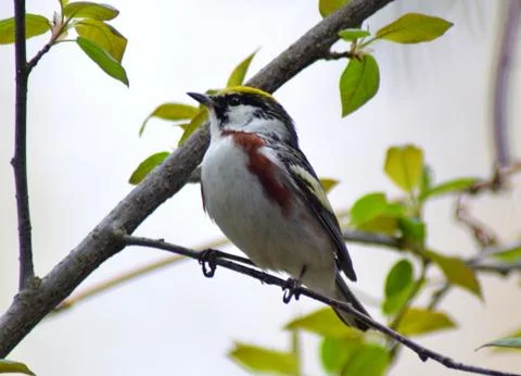 Chestnut-sided Stock Photos