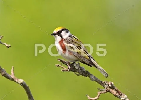 Chestnut-sided Stock Photos