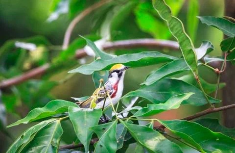 Chestnut-sided warbler in Belize Stock Photos