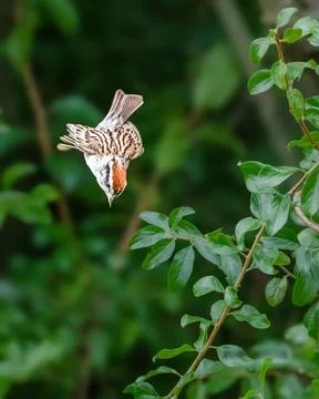 Chestnut-sided warbler diving toward a leafy branch 스톡 사진