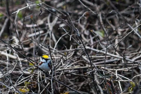 Chestnut-sided warbler (looking Right) Stock-Fotos