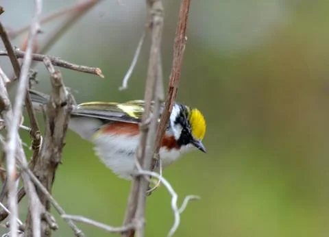 Chestnut-sided2 Stock Photos