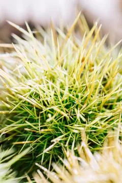 Chestnut spines. Macro close-up. In the sun. Stock Photos
