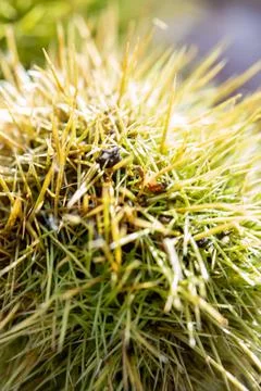 Chestnut spines. Macro close-up. In the sun. Stock Photos