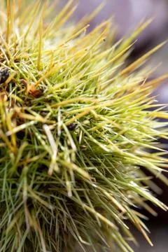 Chestnut spines. Macro close-up. In the sun. Stock Photos
