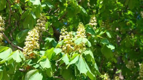 Chestnut at spring Foto stock