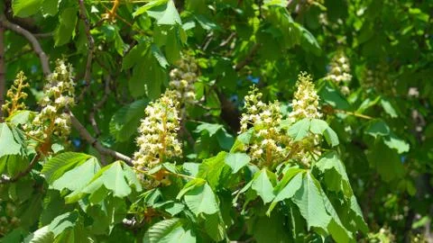 Chestnut at spring Foto stock