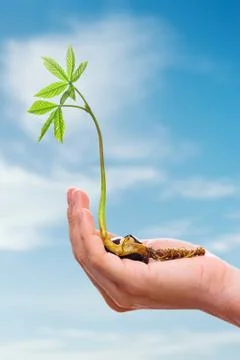 Chestnut sprout in hand Stock Photos