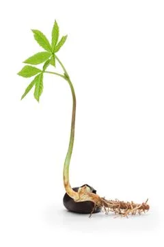Chestnut sprout Stock Photos