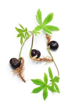 Chestnut sprout Stock Photos