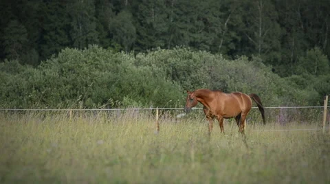 Chestnut stallion Stock Footage 54047475