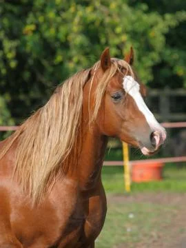 Chestnut Stallion Stock Photos