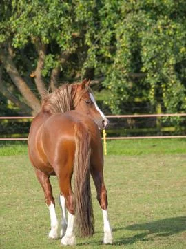 Chestnut Stallion Stock Photos