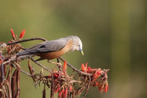 The chestnut-tailed starling, also called grey-headed starling and grey-heade Stock Photos