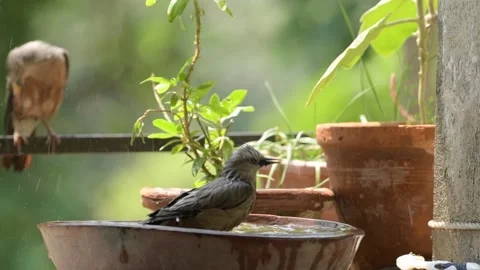 Chestnut Tailed Starling birds taking bath in water of a clay pot at balcony Stock Footage 238967628