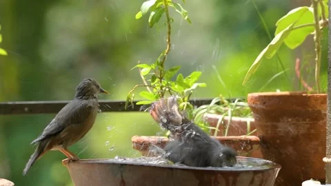 Порно видео каштанка смотреть онлайн бесплатно