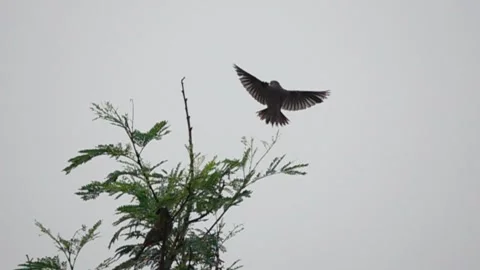 Chestnut Tailed starling in flight in slow motion 動画素材 246170063