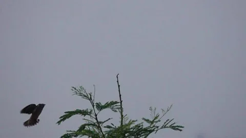 Chestnut Tailed starling   Is looking for insect as it approaches a tree top Видео 246170062