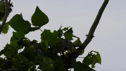 A Chestnut-tailed Starling is perching Stock Footage 316246424