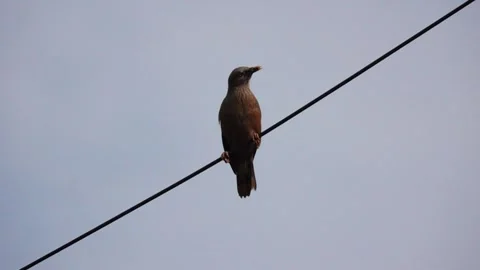 Chestnut tailed starling in slow motion with incest in mouth looks around Видео 246170317