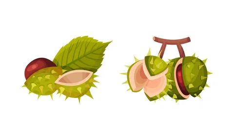 Chestnut with Thorned Cracked Shell Showing Brown Nut Vector Set Stock Illustration