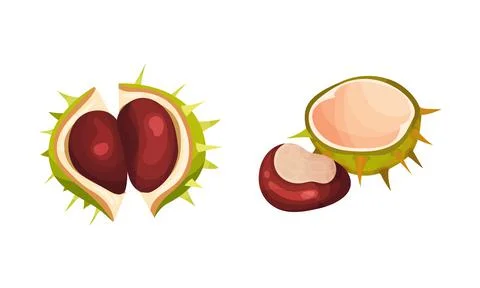 Chestnut with Thorned Cracked Shell Showing Brown Nut Vector Set Illustrazione stock