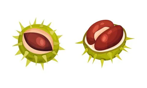 Chestnut with Thorned Cracked Shell Showing Brown Nut Vector Set Stock Illustration