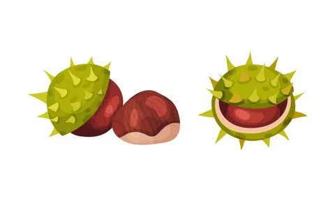 Chestnut with Thorned Cracked Shell Showing Brown Nut Vector Set Illustrazione stock