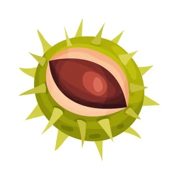 Chestnut with Thorned Shell and Brown Nut Inside Vector Illustration イラスト素材
